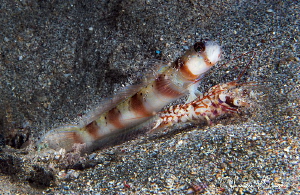 Shrimp Goby with Shrimp at Shared Home/Photographed with ... by Laurie Slawson 